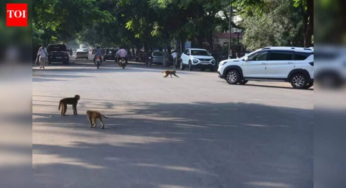 Mumbai: Caught for causing trouble, monkeys must be released 10 km away from human habitats: Mandates new GR | Mumbai News