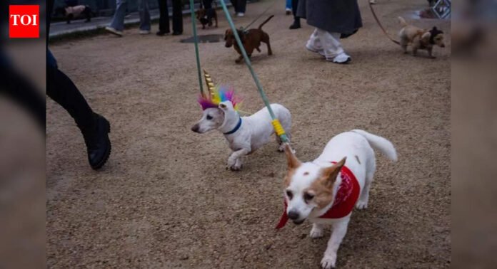 Thane municipal corporation launches online pet registration system for dog owners | Mumbai News