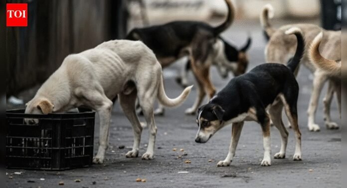 BMC to conduct AI-based geotagging of stray dogs at public institutions following Supreme Court directive | Mumbai News