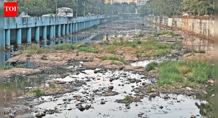Battle for Mumbai civic body: Mangrove loss, polluted river dominate municipal poll talk in Dahisar and Borivli | Mumbai News