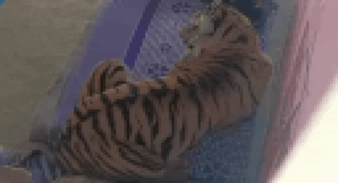 Big cat scare in Madhya Pradesh: Tiger attacks man, sits pretty on a cot; caught after 8-hour operation | Bhopal News