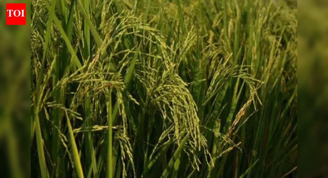 Crop damages fraud: 9 bankers, 3 insurance staff, 32 tillers booked | India News