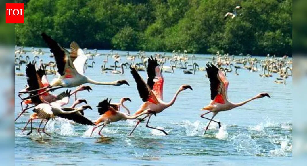 Flamingos return, signal start of pink season in Mumbai wetlands | Mumbai News