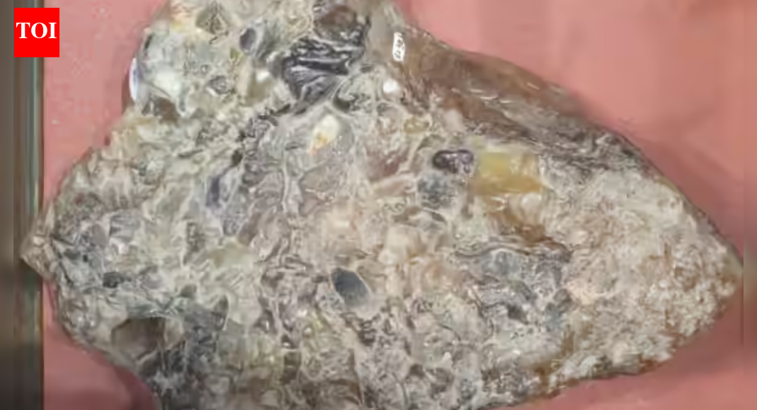 Gujarat man arrested with whale vomit worth Rs 80 lakh in Mumbai | Mumbai News
