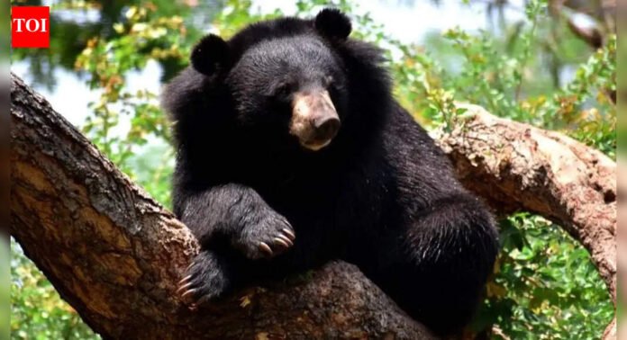 Himalayan black bear enters Kashmir University, SKIMS; wildlife dept sets trap cages | India News