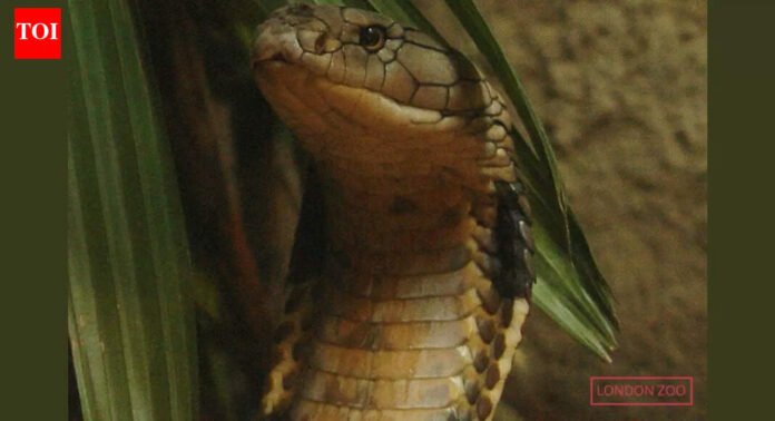 How the longest venomous King Cobra in history became a casualty of the Second World War |