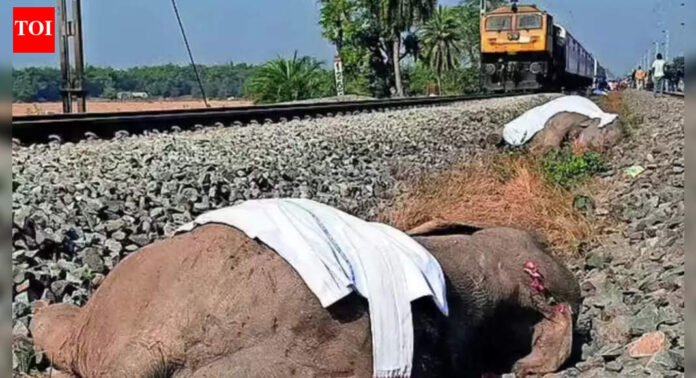 Jharkhand cancels 8 trains from Dec 22–24, NE imposes curbs; elephant toll in Rajdhani crash rises to 8 | Guwahati News