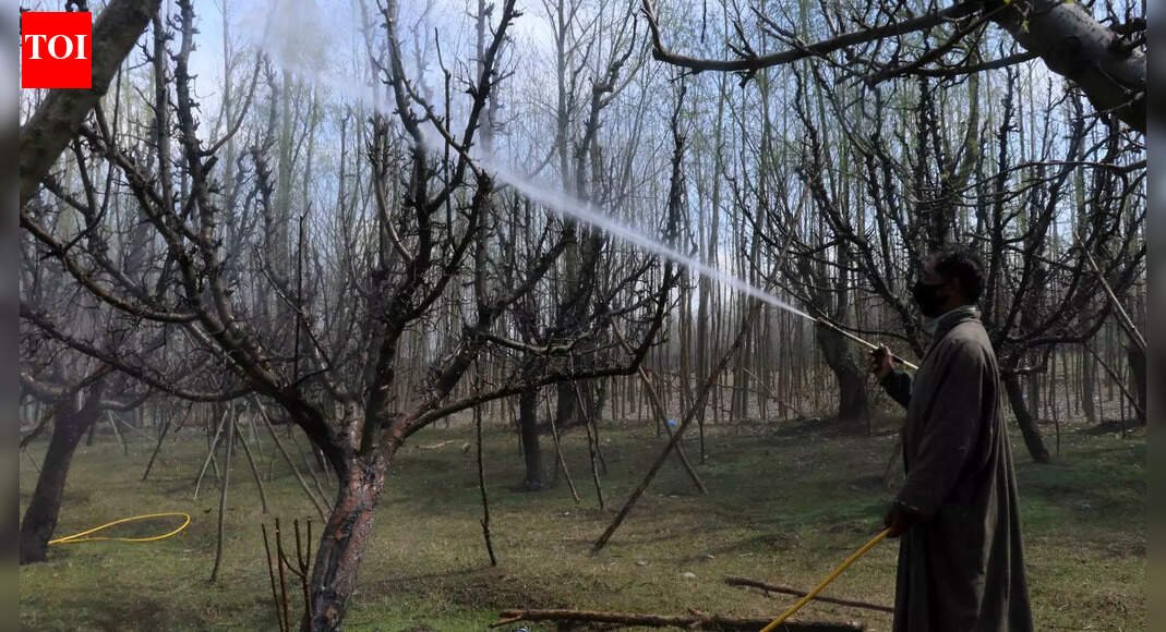 Kashmir Apple Orchards News: ‘An apple a day’ but at what cost? Kashmir's orchards raise health alarm | Srinagar News