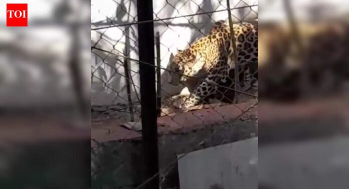 Leopard enters Alibaug bungalow premises, injures 3 | Mumbai News