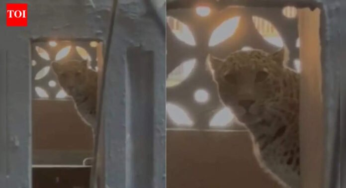 Leopard enters residential building near Mumbai: Residents trapped inside, 3 injured | Thane News