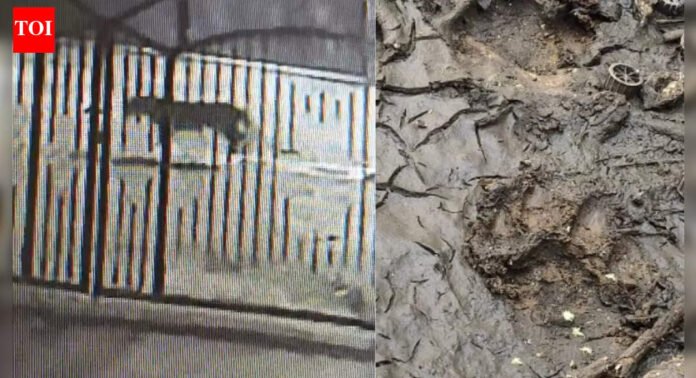 Leopard sighted in Pune's posh area, residents on high alert | Pune News