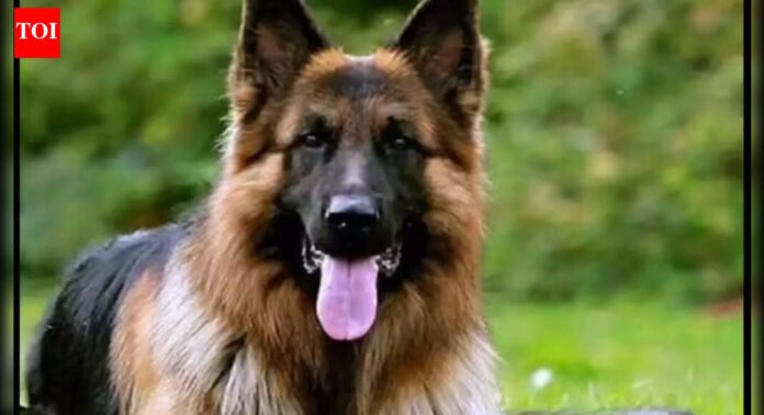 Love for German Shepherd: Distressed by pet dog’s illness, 2 sisters die by suicide in Lucknow; probe underway | Lucknow News