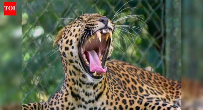 Maharashtra: Vigil stepped up as leopard spotted in Thane | Mumbai News