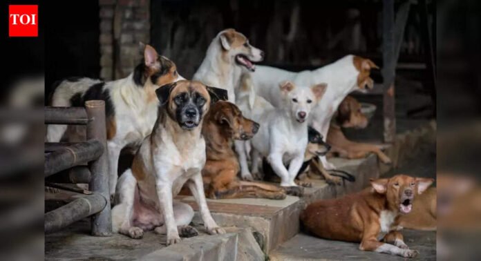 Mumbai: 1 lakh animal lovers speed post SC, to save the stray dogs from Nov 7 order | Mumbai News