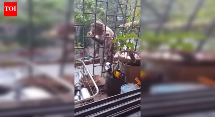 Mumbai: No monkey business, but a cry of alarm over shrinking ecological spaces | Mumbai News