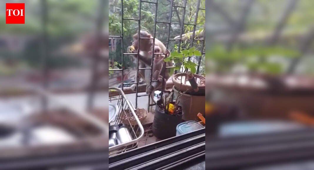 Mumbai: No monkey business, but a cry of alarm over shrinking ecological spaces | Mumbai News