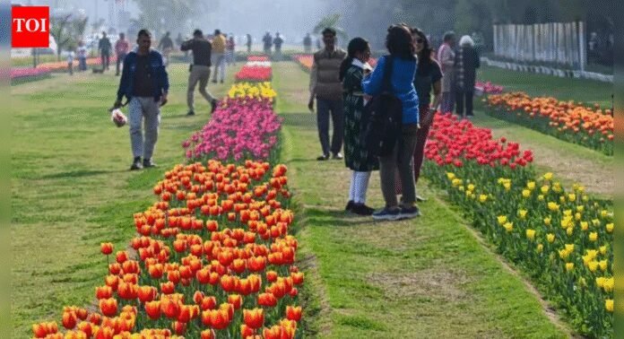 NDMC to plant 2.6 lakh tulips; religious sites, public spaces to be decorated | India News