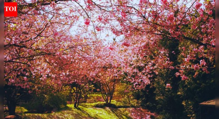 Nagaland Cherry Blossom: This is not Japan but an Indian state which is attracting tourists for its beautiful cherry blossoms |