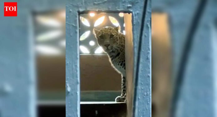 Put Chip on Every Leopard, House Them in Small National Parks: Sarnaik | Mumbai News