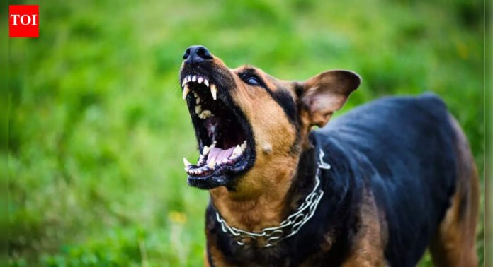 'Seemed completely fine': 6-year-old girl dies of rabies despite treatment in Thane; raises questions on stray dog control | Thane News