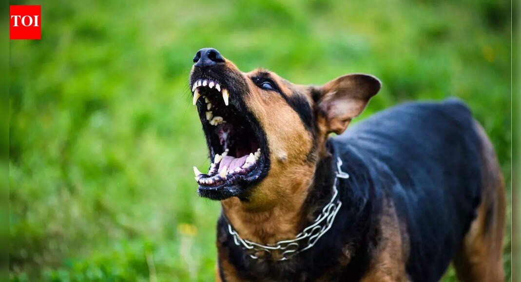 'Seemed completely fine': 6-year-old girl dies of rabies despite treatment in Thane; raises questions on stray dog control | Thane News