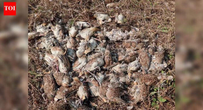 Thane: 107 Grey Francolin birds found dead in Dombivli; samples to NIV Pune | Mumbai News