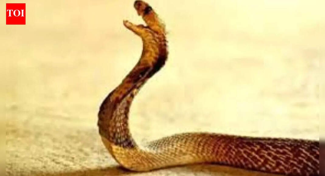 Thane snakebite case: How cops unravelled woman’s death as murder after 3 years; husband, friends held | Thane News