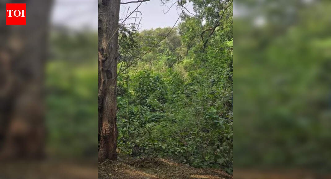 Thane’s Maharashtra Navnirman Sena alleges trees at mental health hospital being ‘discreetly killed’ using chemicals | Mumbai News