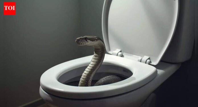 What attracts snakes to emerge from toilet bowls |
