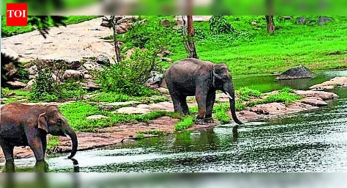 Aravalli-like row in Bengaluru: SC panel visit today | India News