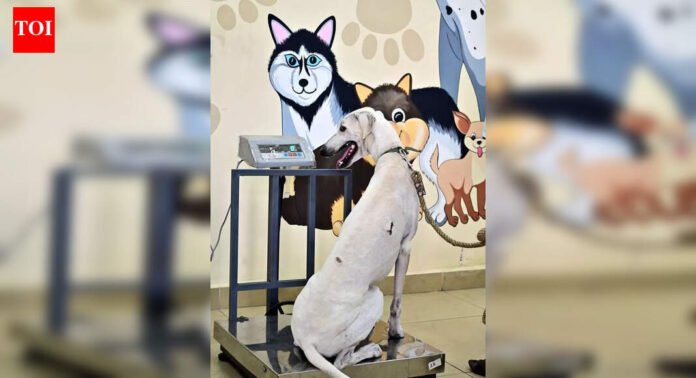 BMC election candidates promise pet parks, clinics and crematoriums in Mumbai | Mumbai News