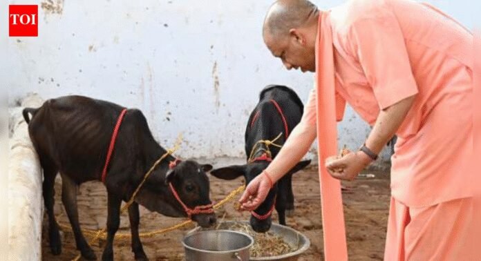 From wheat to milk: Uttar Pradesh’s agriculture clocks record output, boosts farm incomes | India News