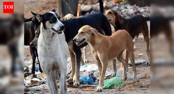 Jeev Sabha backs 'catch-vaccinate-sterilise-release' model to save strays | Mumbai News