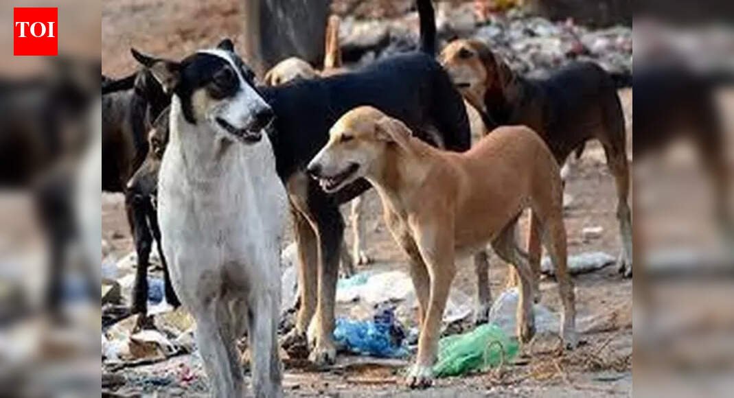 Jeev Sabha backs ‘catch-vaccinate-sterilise-release’ model to save strays | Mumbai News