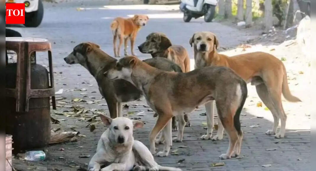 Mass dog killings rock Telangana: ‘300 stray canines’ given lethal injections; sarpanches among 9 booked | Hyderabad News