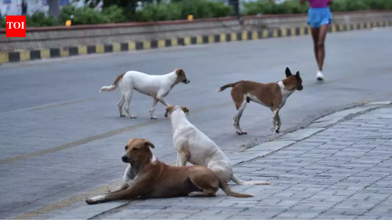 Mass killing of stray dogs continues: 200 more killed in Telangana, toll crosses 1,000 in a month | Hyderabad News