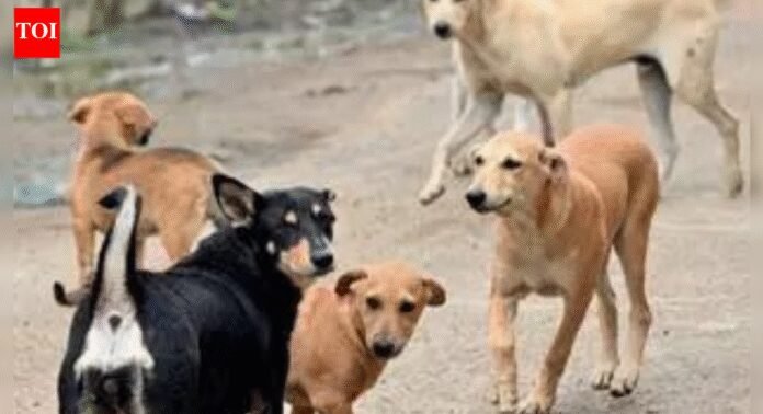 NMC orders hospitals to stock rabies drugs after Supreme Court flags stray threat | India News