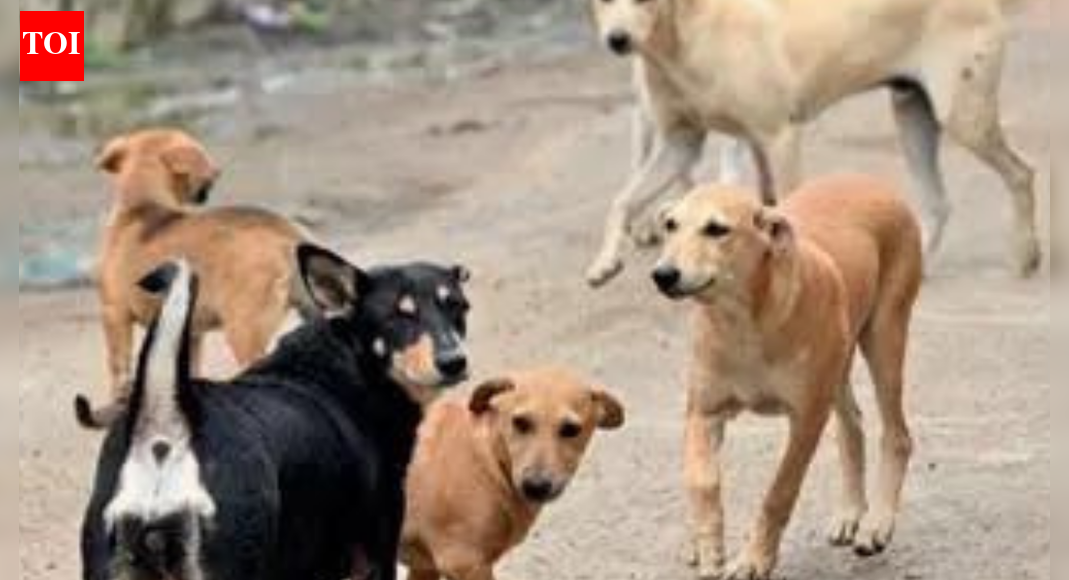 NMC orders hospitals to stock rabies drugs after Supreme Court flags stray threat | India News