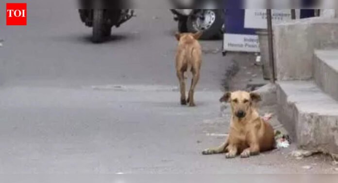 Navi Mumbai: Stray dogs bite 5 in Neral village | Mumbai News