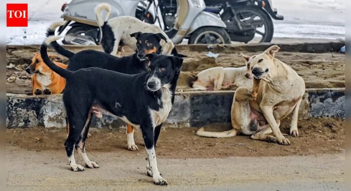 'Not even in human cases': SC observes surge in pleas over stray dogs case; hearing on Wednesday | India News