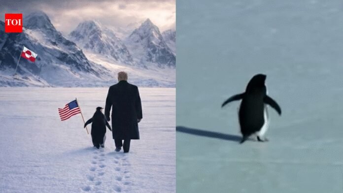 Penguins in Greenland? The story behind the viral ‘Nihilist Penguin’ meme