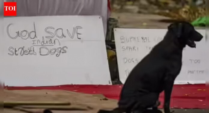 Reality different, says Supreme Court as activists argue for stray dogs | India News