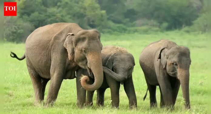 Tusker kills two more in Jharkhand, slips into Odisha | India News