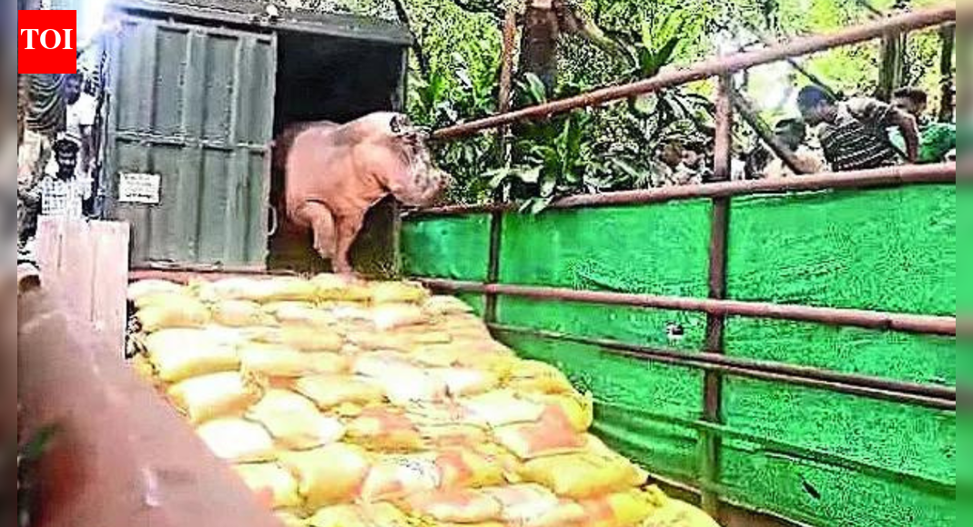 Unable to move, hippo stuck in Kolkata zoo pool for 2 weeks | India News