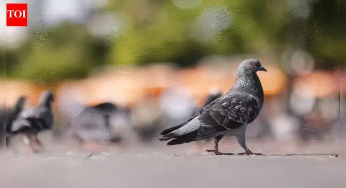 ‘Suspicious’ pigeon caught in forward village along LoC | India News
