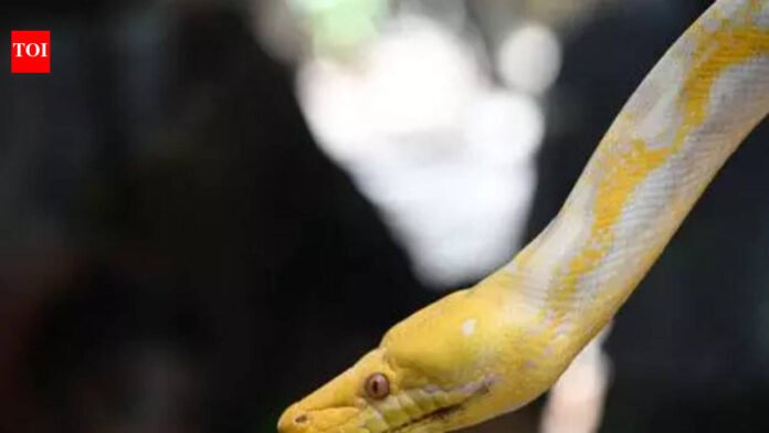 Cobra rescued from school in Navi Mumbai | Mumbai News