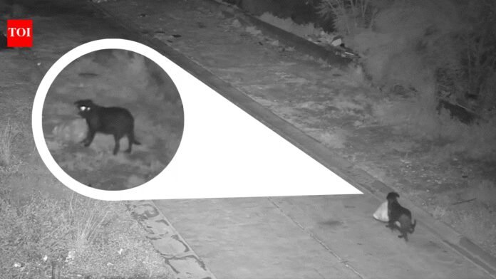 Good boy commits bad crime: Italian man uses pet dog to illegally dump garbage