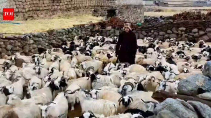 Ladakh plans to make Changthang pashmina products global brands | India News