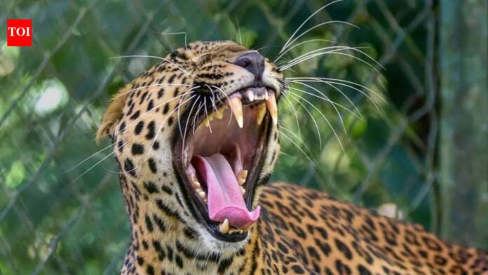 Leopard kills cow in Navi Mumbai | Mumbai News