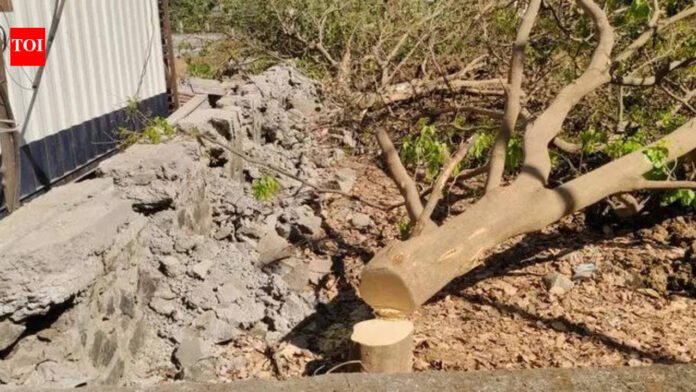 Miscreants chop four trees in Navi Mumbai, turn civic plot into illegal dump yard | Mumbai News